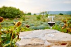 Insiders Guide to Award Winning Croatian Wines