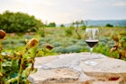 Insiders Guide to Award Winning Croatian Wines